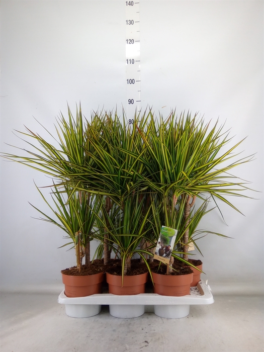 <h4>Dracaena marg. 'Sunray'</h4>