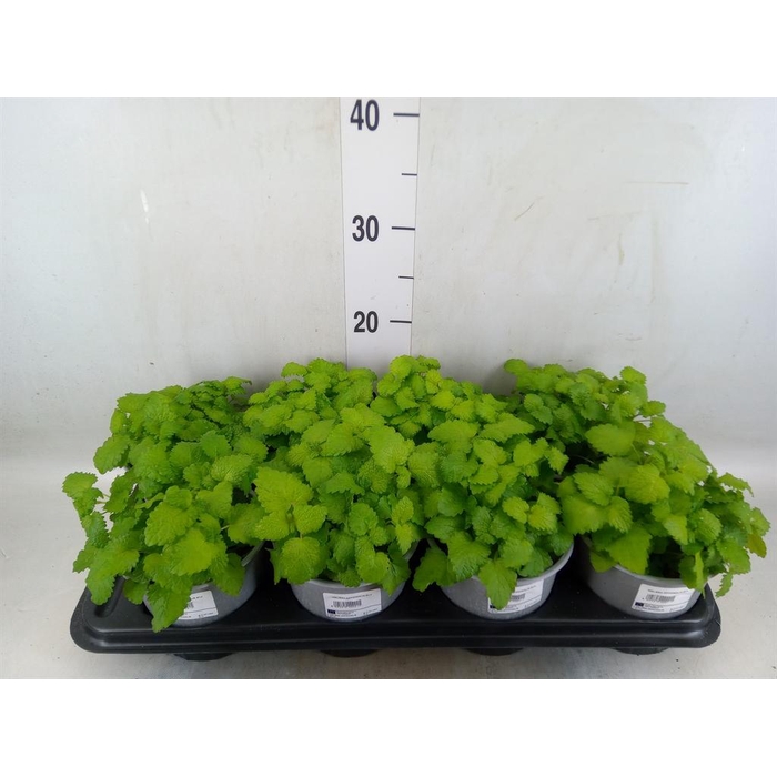 <h4>Melissa officinalis</h4>