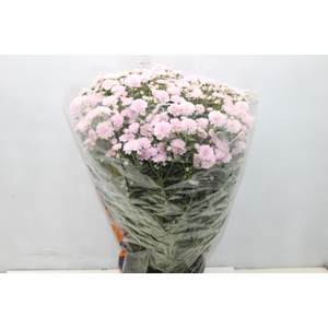 CRISANTEMO BOLA BELGA JASODA P20 ROSA