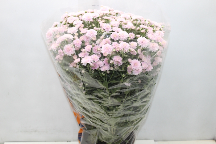 <h4>CRISANTEMO BOLA BELGA JASODA P20 ROSA</h4>