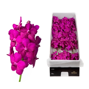 Vanda Tayanee Cerise X24