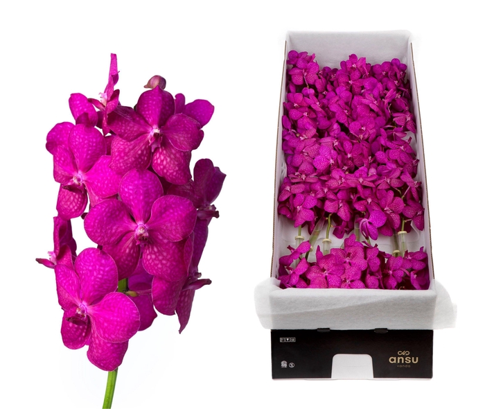 <h4>Vanda Tayanee Cerise X24</h4>