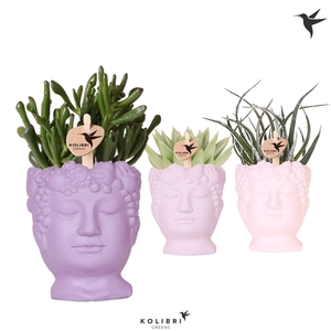 Kolibri Greens Succulenten mix in Fruity Head pot pink mix