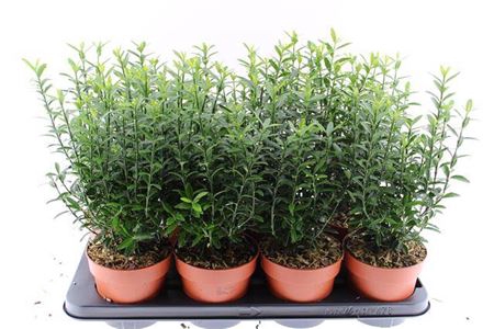 <h4>Euonymus Ja Microphy</h4>