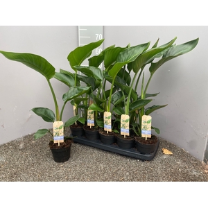 STRELITZIA NICOLAI