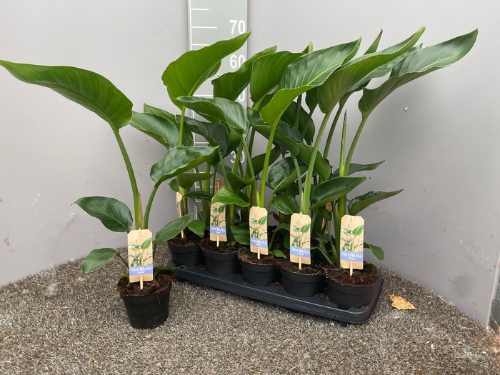<h4>STRELITZIA NICOLAI</h4>