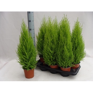 Cupressus macro. 'Goldcrest Wilma'