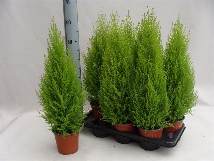<h4>Cupressus macro. 'Goldcrest Wilma'</h4>