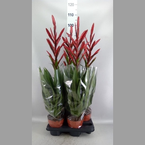 Tillandsia  'Naomi'