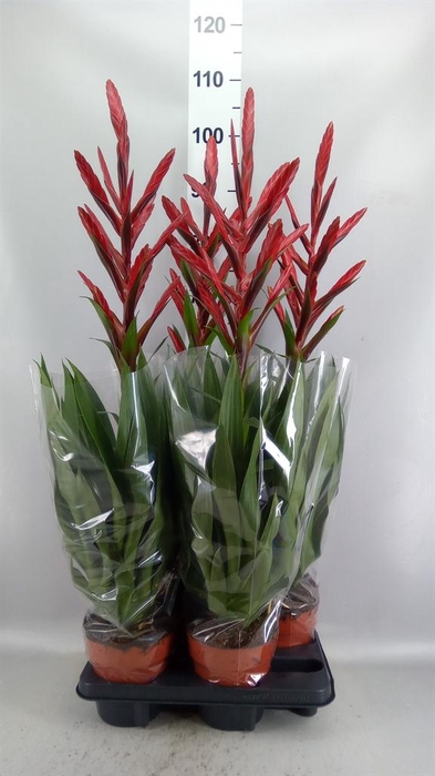 <h4>Tillandsia  'Naomi'</h4>