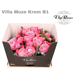R GR VILLA MUZE KROM B1