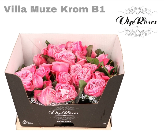 <h4>R GR VILLA MUZE KROM B1</h4>