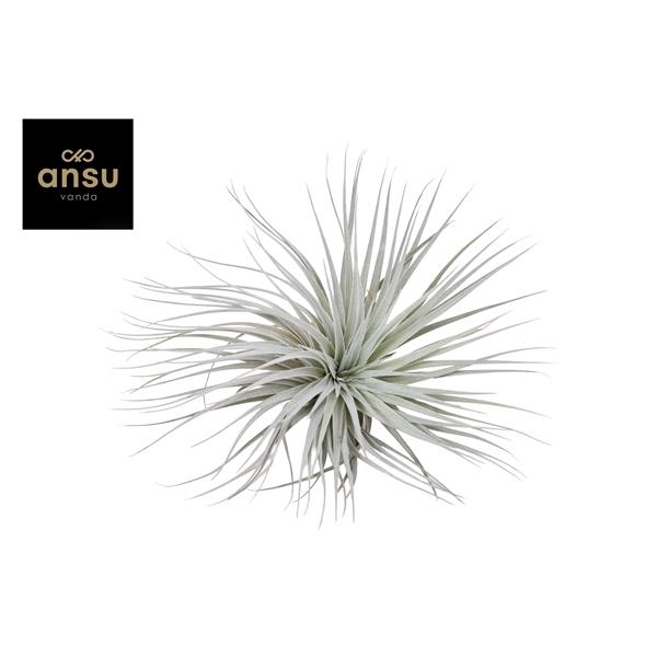 <h4>Tillandsia variés</h4>