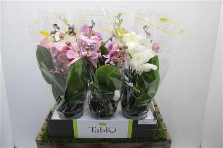 <h4>Phal Gem Tablo</h4>