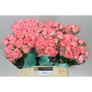 Rosa Tr Femke