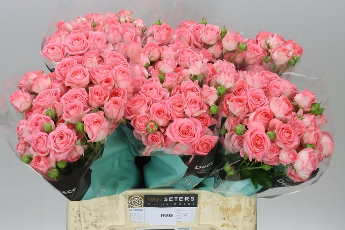 <h4>Rosa Tr Femke</h4>