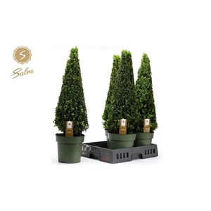 BUXU SEMPERVIRENS