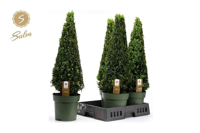 <h4>BUXU SEMPERVIRENS</h4>