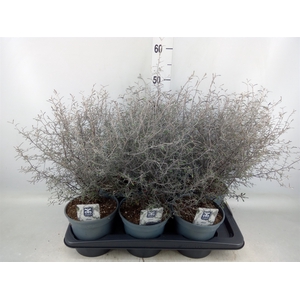 Corokia virgata 'Maori Silver'