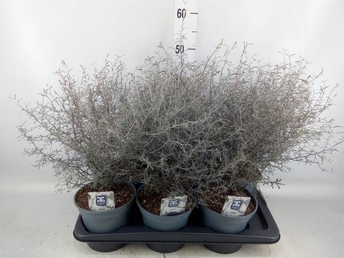 <h4>Corokia virgata 'Maori Silver'</h4>