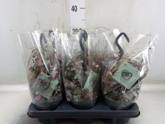 <h4>Ceropegia woodii ssp. woodii</h4>