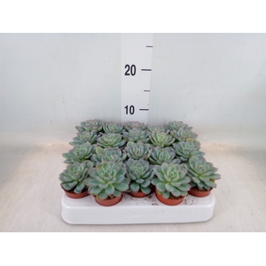 Echeveria   ...not flowering