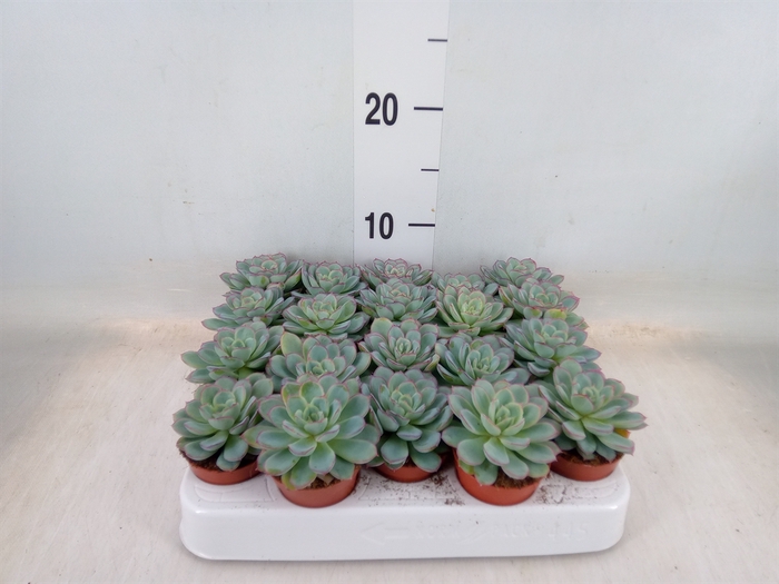 <h4>Echeveria   ...not flowering</h4>