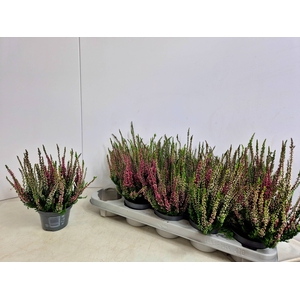 CALLU NOVA GEM 3 KL