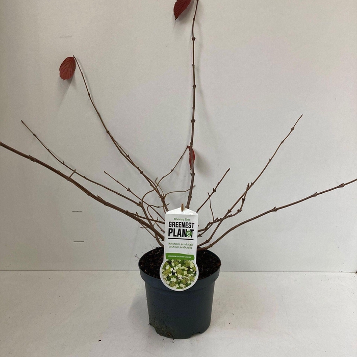 <h4>Viburnum plicatum</h4>