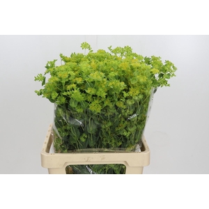 Bupleurum Griffithii