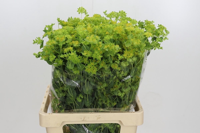 <h4>Bupleurum Griffithii</h4>