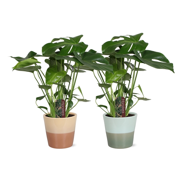 <h4>Monstera deliciosa in Havana keramiek</h4>