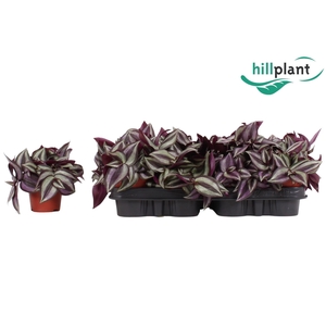 Tradescantia zebrina 'Purpusii' 9 cm