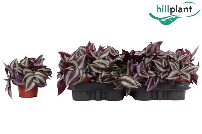 <h4>Trad Zebrina Violet Hill</h4>