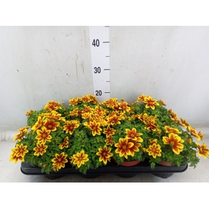 Bidens fer. 'Beedance Painted Yell'