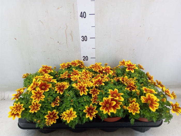 <h4>Bidens fer. 'Beedance Painted Yell'</h4>