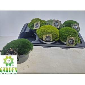 VASTE PLANTEN OV