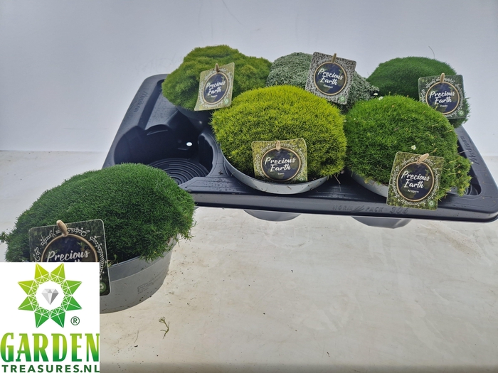 <h4>VASTE PLANTEN OV</h4>