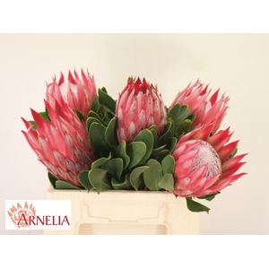 PROTEA CY MADIBA