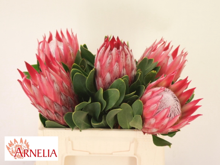 <h4>PROTEA CY MADIBA</h4>