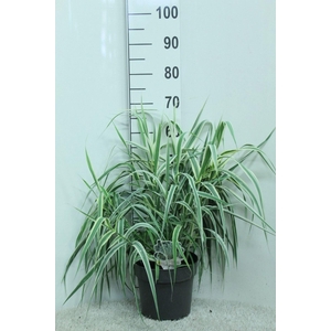 Arundo donax
