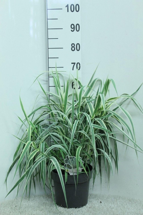 <h4>Arundo donax</h4>