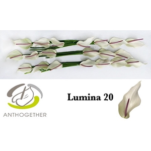 ANTH LUMINA 20