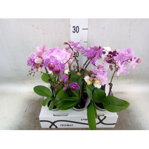 Phalaenopsis   ...mini