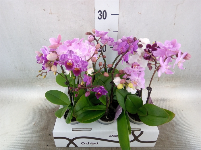 <h4>Phalaenopsis   ...mini</h4>