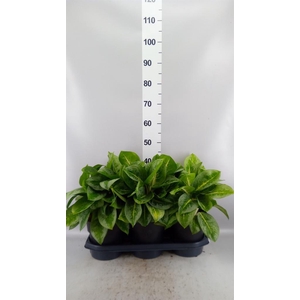 Aglaonema KB 'Lemon Mint'