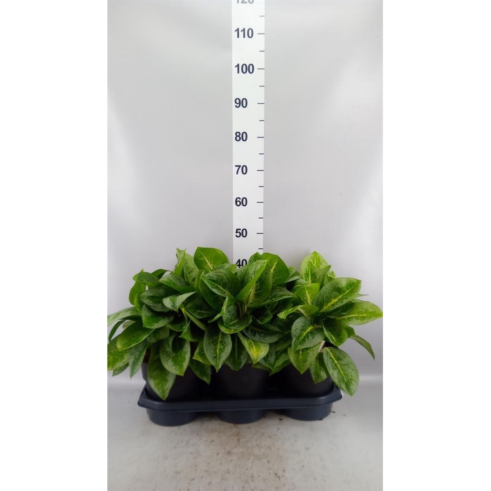 <h4>Aglaonema KB 'Lemon Mint'</h4>