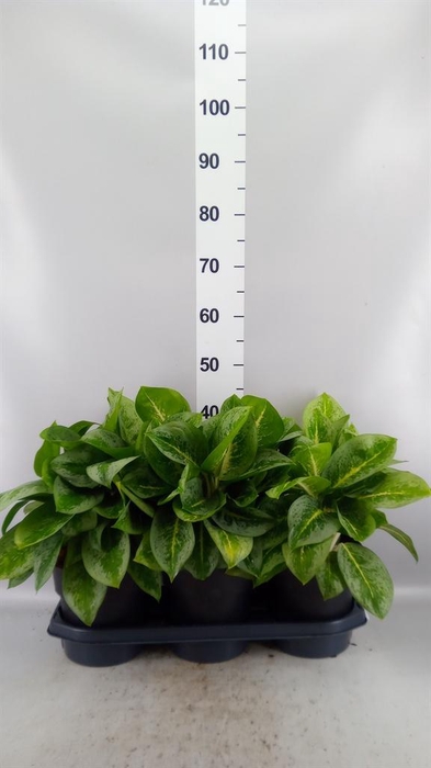Aglaonema KB 'Lemon Mint'