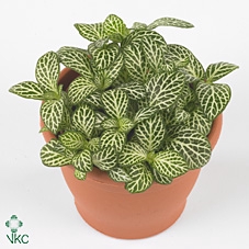 Fittonia Mosaic Springtime