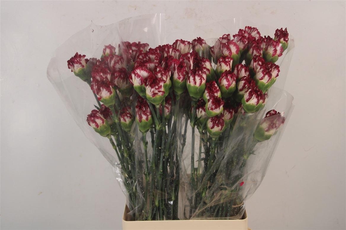 <h4>Di St Kino Sport</h4>